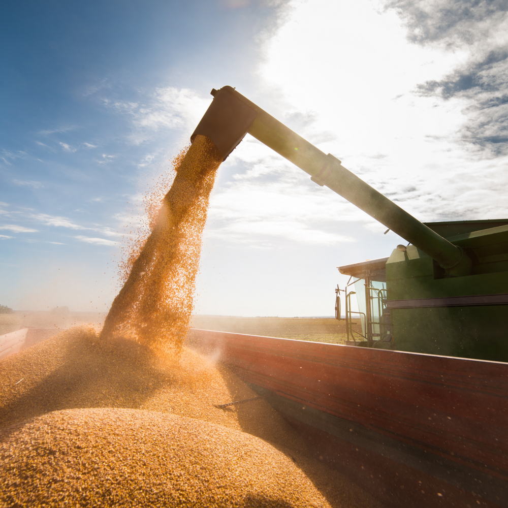 Covris Grains