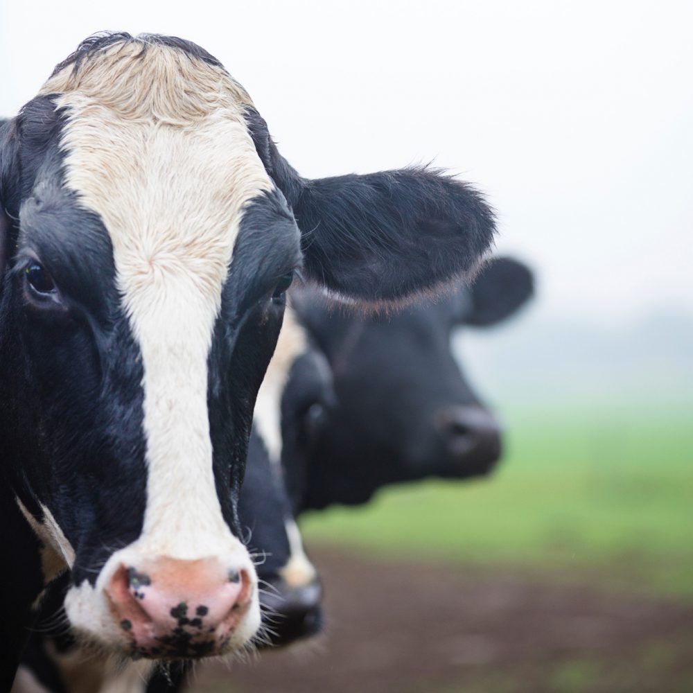 Ruminant