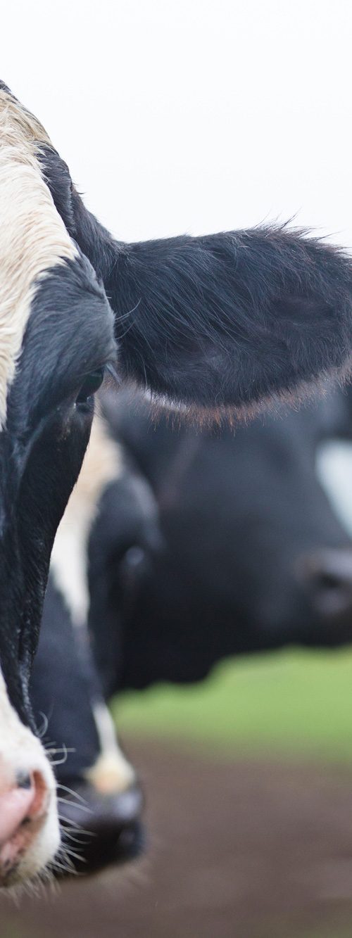 Ruminant