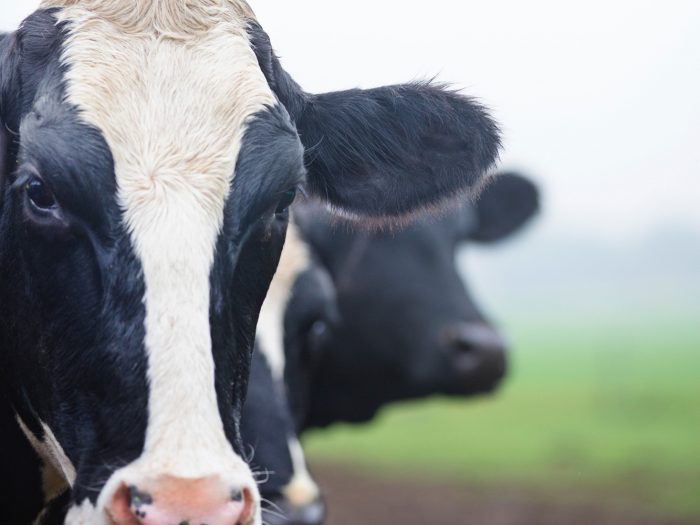 Ruminant