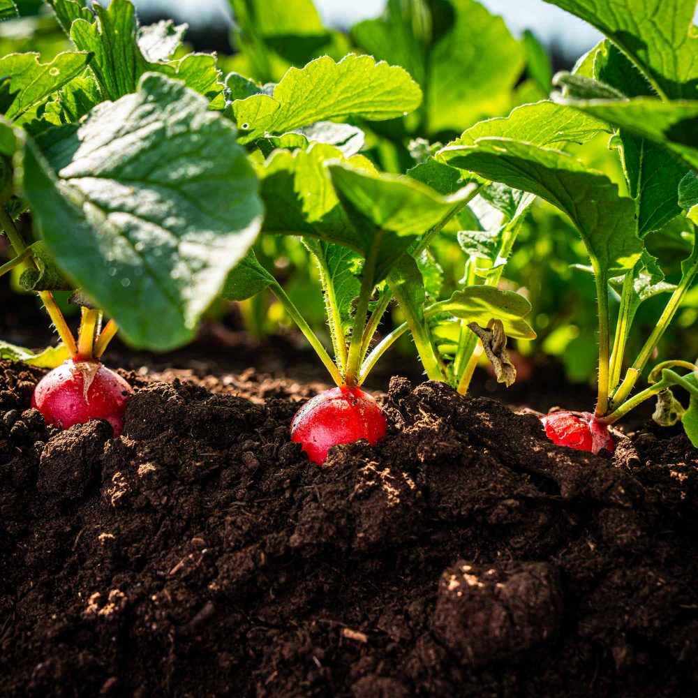 Agroenvironnement