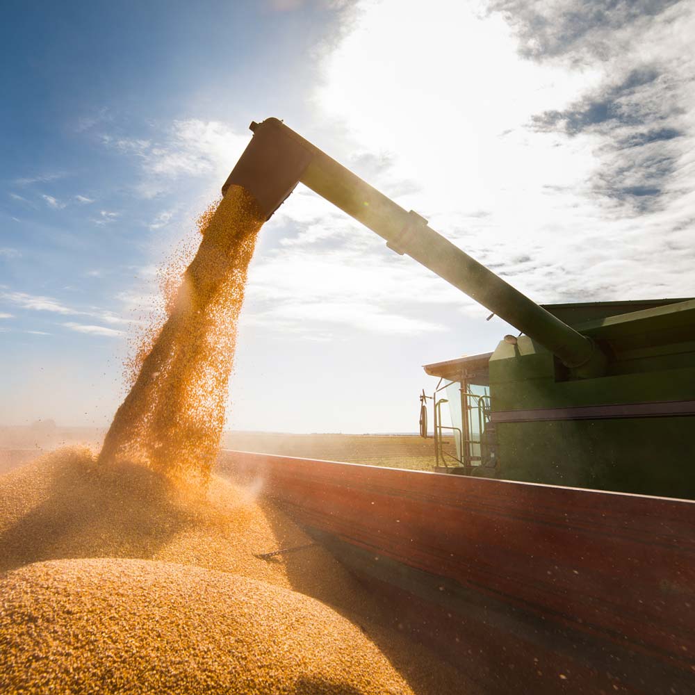 Commercialisation de grains