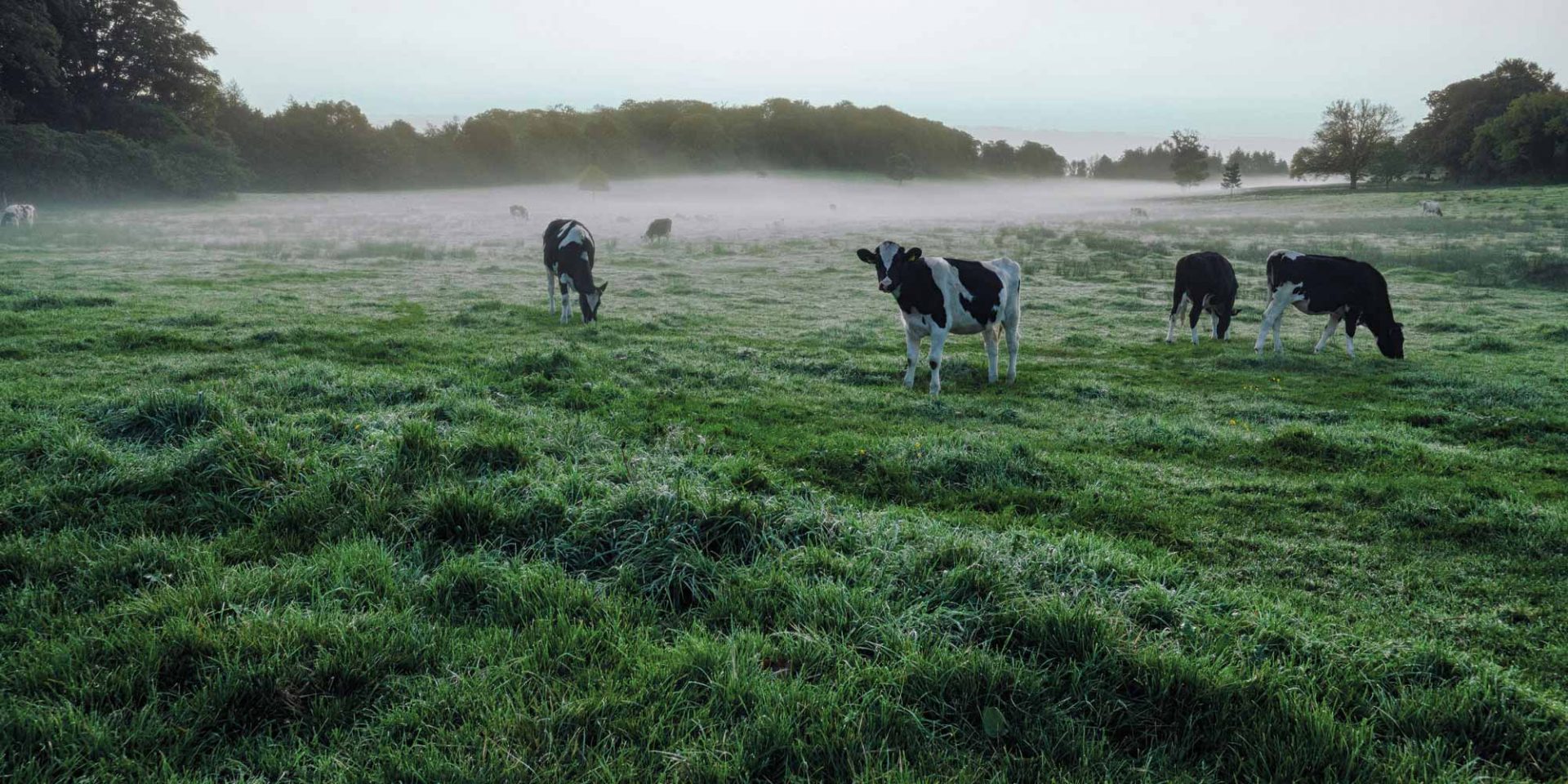Ruminant