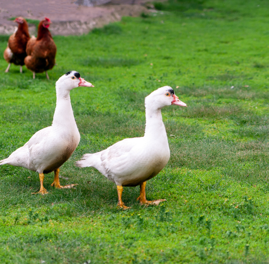 Journées poussins