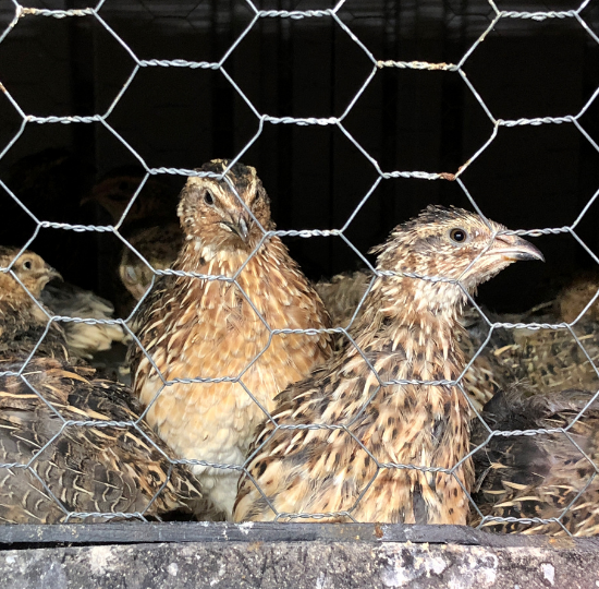 Journées poussins