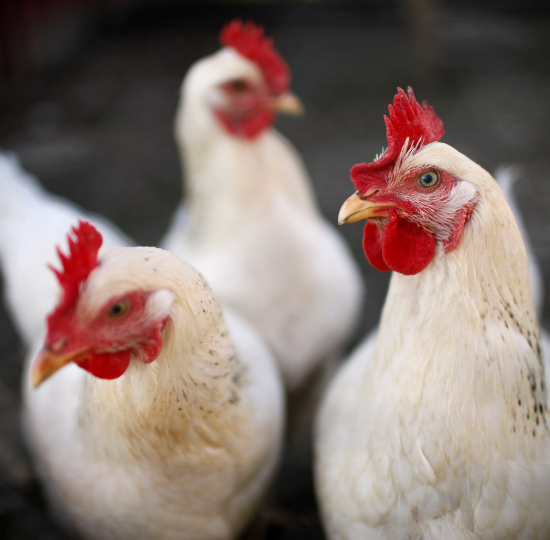 Journées poussins