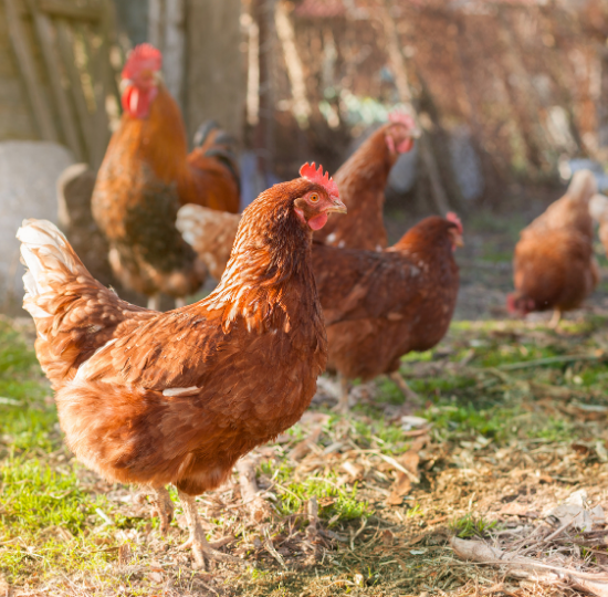 Journées poussins
