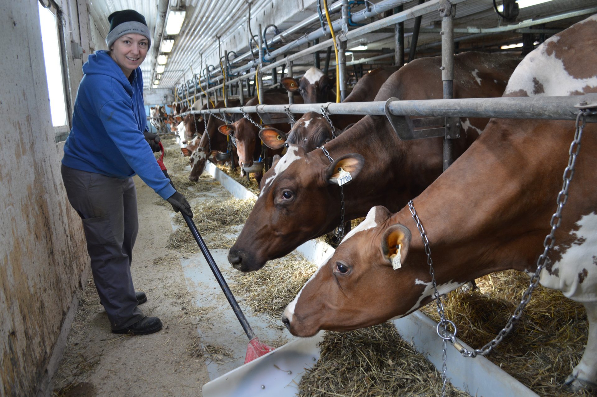 La Ferme de la Plaine nommée maître-éleveur Ayrshire 2022