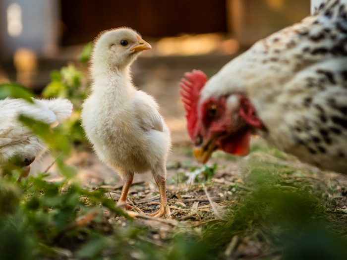 Les journées poussins sont de retour chez Covris!