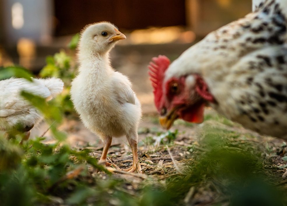 Les journées poussins sont de retour chez Covris!