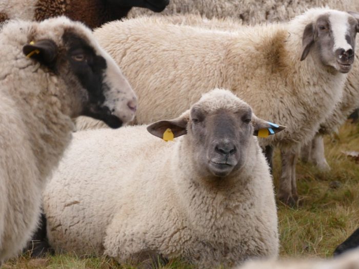 Ruminant