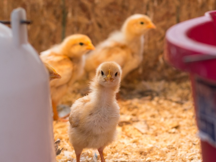 C’est le retour des Journées Poussins!