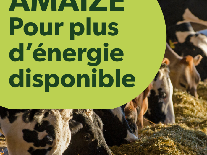 Amaize, pour plus d’énergie disponible